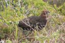 800px-Red_Grouse_28May_200829.jpg